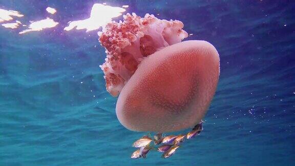 水下常见水母保护幼鱼
