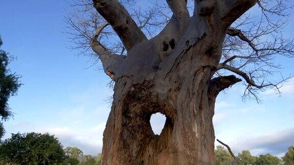 津巴布韦戈纳雷州国家公园一棵美丽的大猴面包树底部有一个洞被大象破坏了