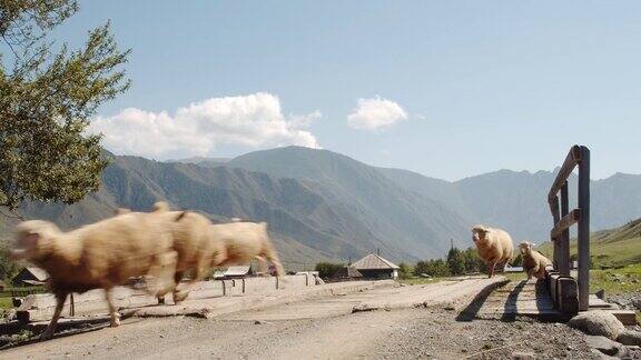 一群羊在乡下的桥上奔跑