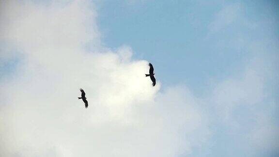 两只海鸥在蓝色的天空中飞翔