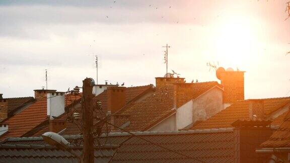 一群鸽子在屋顶上降落的慢镜头