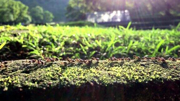 花园里的蚂蚁