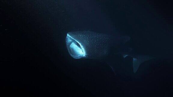 夜间印度洋马尔代夫亚洲鲸鲨(斑马鲨)张着嘴捕食磷虾