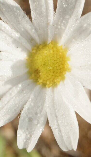 白色的甘菊在黎明花瓣上有露珠俯视图微距变焦垂直视频
