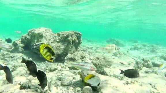 水下热带海洋鱼类
