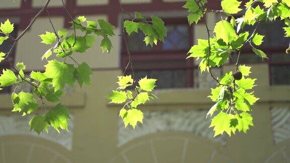 在中国传统的房子前在风中摇动树枝和树叶