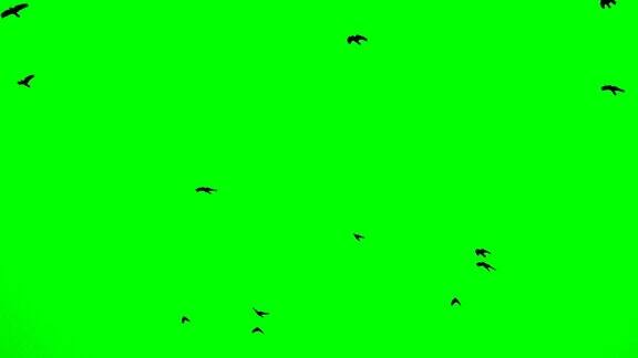 一群黑乌鸦在绿色屏幕上飞翔