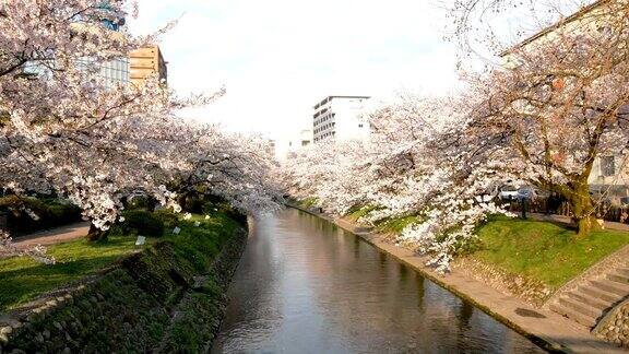 美丽的樱花盛开在河上