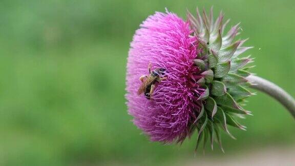 粉红花蓟与蜜蜂药用花合野花