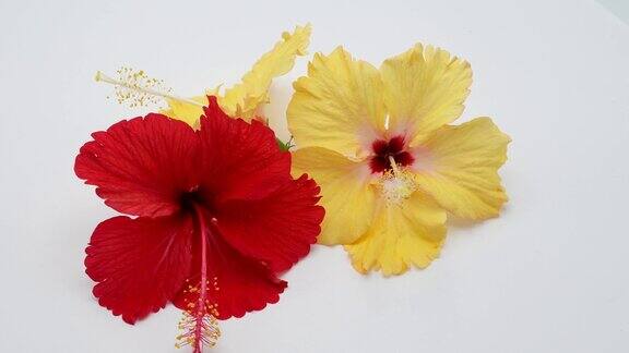 美丽的花朵红色和黄色的芙蓉旋转在白色的背景