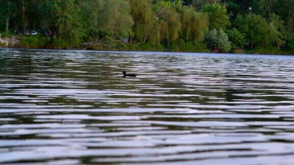 孤独的鸭子漂浮在城市水道的水面上