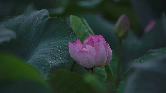 莲花(莲属椰子)