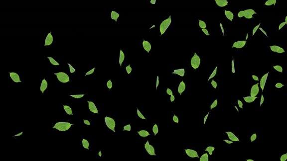 绿色叶子随机移动逼真的3DAlpha通道循环动画