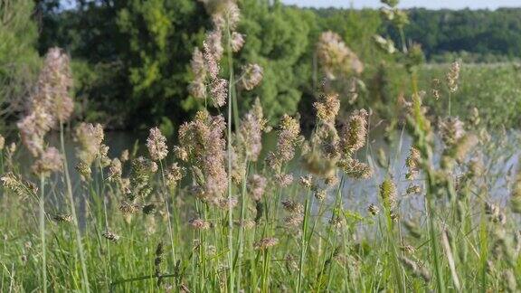 夏天的风景嫩芽是碧绿的小草在碧波荡漾