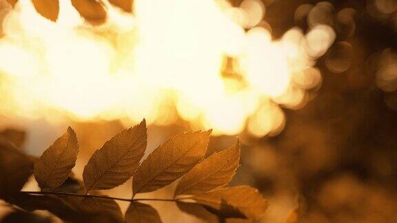 秋天树叶森林日落金叶散光