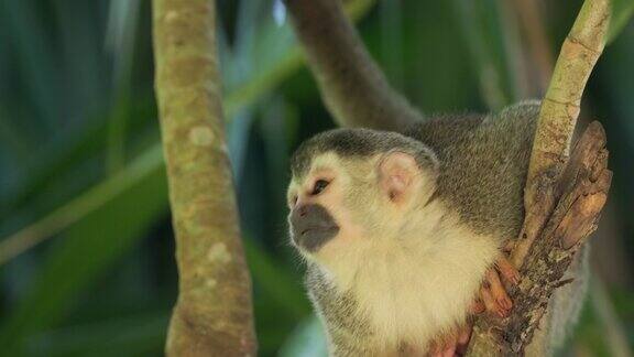 在哥斯达黎加曼纽尔安东尼奥树上一只松鼠猴的特写