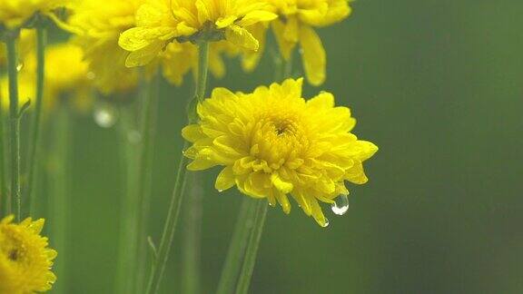 雨缓缓落在黄花上