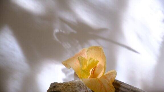 黄色的热带花朵在石头讲台上移动着影子蜻蜓的影子优雅的背景与花卉和阳光4k
