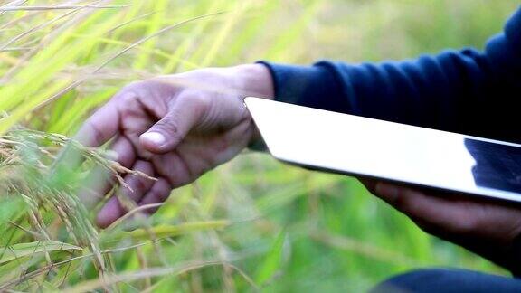 手农在稻田里用iPad检查谷物生长慢镜头
