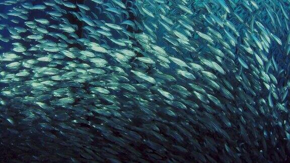 在一个巨大的沙丁鱼鱼群里鱼饵球超级慢镜头