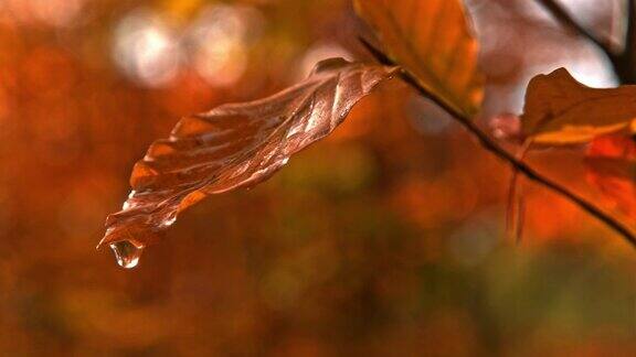 雨滴落在森林里的秋叶上