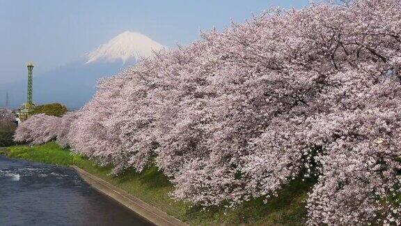潤井川沿いの桜と富士山