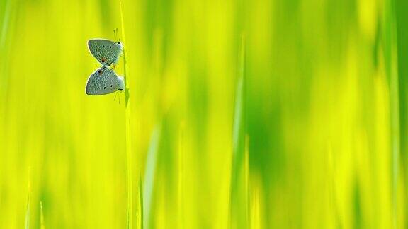 高清视频格式美丽的自然蝴蝶美丽的色彩背景两只小草蓝蝴蝶在水稻叶子上交配