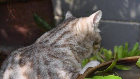 猫在莲花碗里喝水