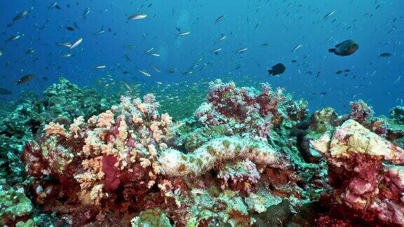 水下珊瑚礁充满活力生物多样性的海景