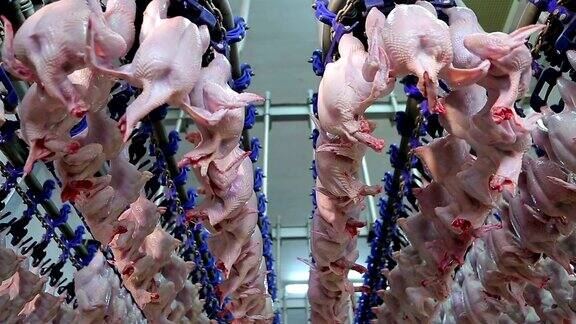 家禽养殖场的鸡肉加工生产线鸡肉生产线食品加工工厂食品行业食品工厂