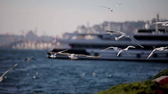 海鸥在伊斯坦布尔的博斯普鲁斯海峡飞翔