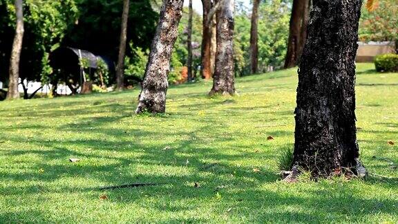 HD多莉:树木和公园的草坪