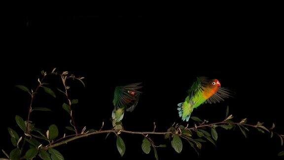 菲舍尔的爱鸟agapornisfischeri两人站在树枝上起飞飞行慢镜头4K