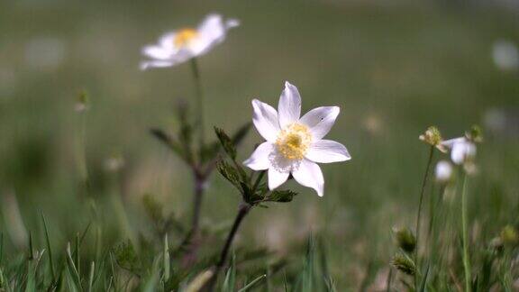 草地上的一朵白花