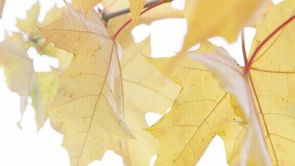 秋天五彩缤纷的树叶背景