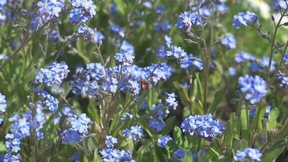 蜜蜂在蓝色的花朵上爬行