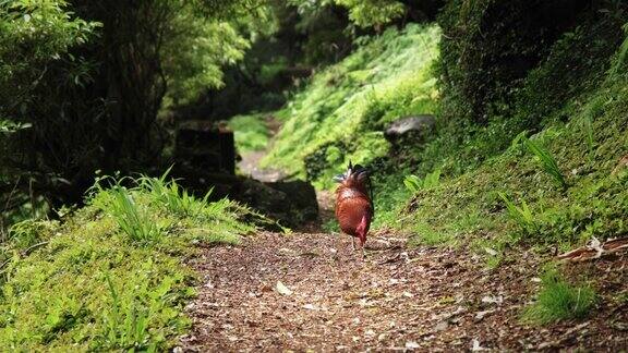 在葡萄牙亚速尔岛的圣米格尔野生森林中的公鸡试图寻找食物