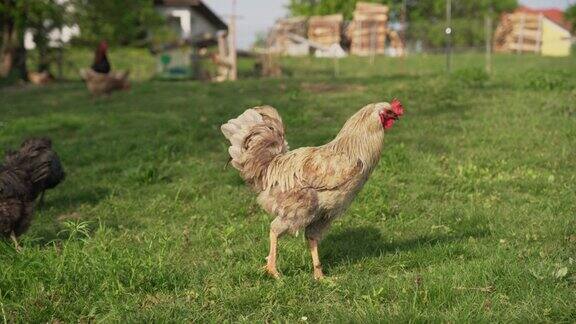 鸡在自由放养的地方吃有机养鸡场(4k)