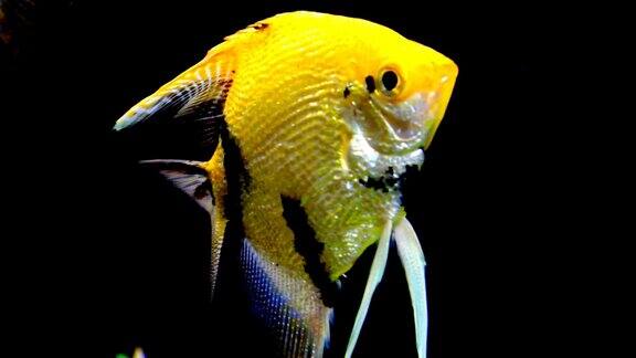 装饰用的鱼在水族馆里游泳