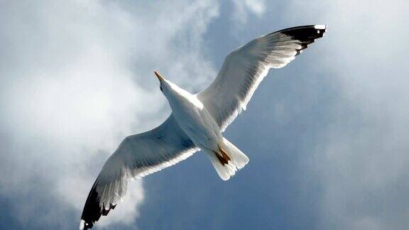 野生鸟类海鸥在地中海上空高高地飞翔希腊高清