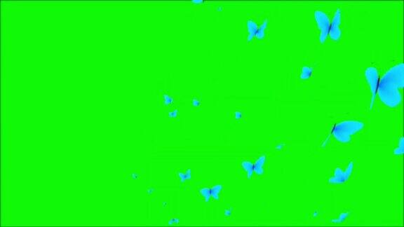 成群的蝴蝶在绿色的屏幕上飞翔