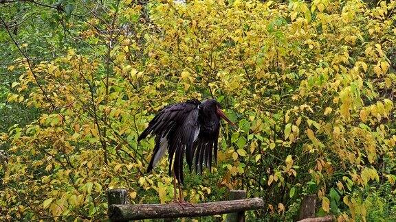 黑鹳希科尼亚·黑鬼鹳科的大鸟