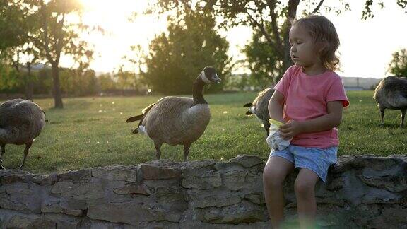可爱的小女孩在绿色的夏日草地上喂野鹅