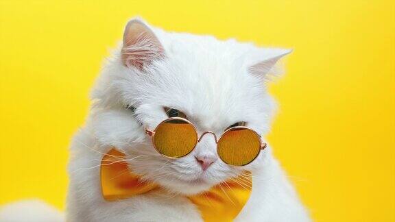 白色毛茸茸的猫的肖像在时尚太阳镜和领结戴着眼镜的豪华家猫在黄色的墙壁背景上摆姿势工作室的片段