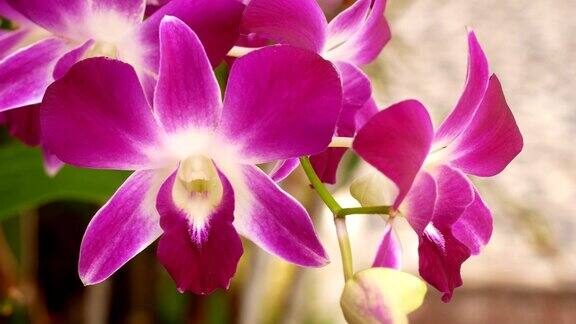 近看美丽的白色和紫色的兰花盛开在花园里