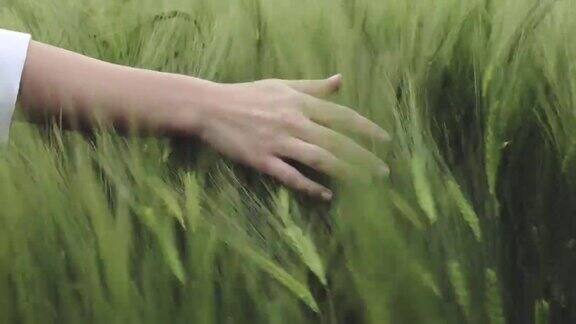 女人抚摸着绿色麦穗