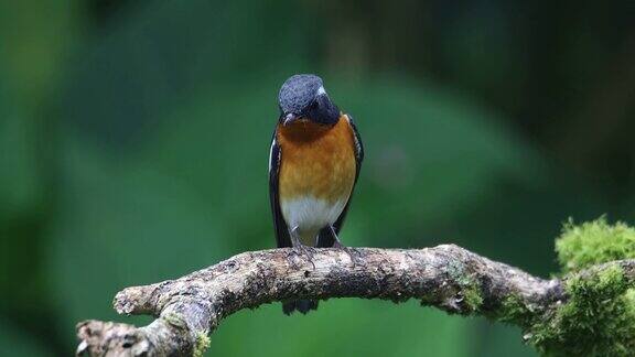 在沙巴婆罗洲发现的树枝上的一种迁徙鸟(慕吉迈基捕蝇鸟)