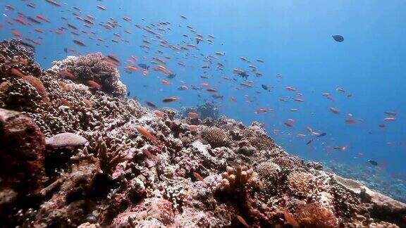 拉阳-拉阳岛的珊瑚礁