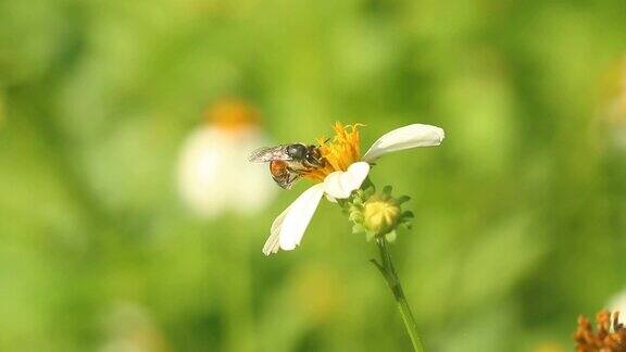 蜜蜂在田里吃花的花粉