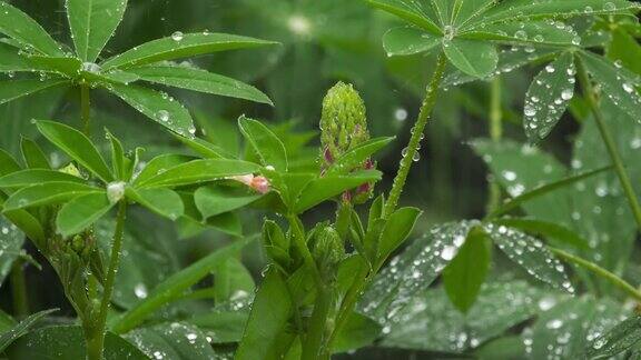 羽扇豆的芽和叶带有雨滴